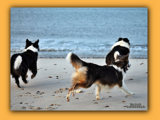 Toben am Strand von Nymindegab (1).jpg